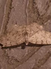 Aethalura intertexta