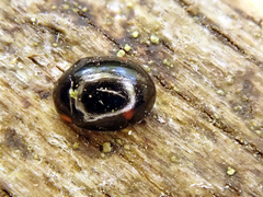 Hyperaspis campestris