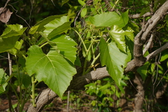 Cissus woodrowii