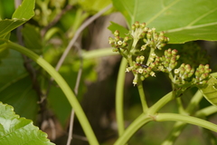 Cissus woodrowii