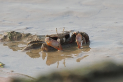 Macrophthalmus
