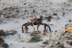 Macrophthalmus