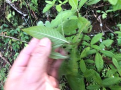 Psychotria loniceroides