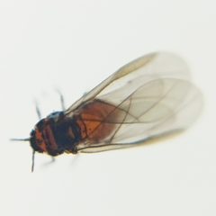 Phylloxeroidea