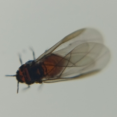 Phylloxeroidea