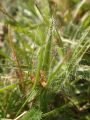 Luzula campestris campestris