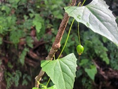 Zehneria cunninghamii