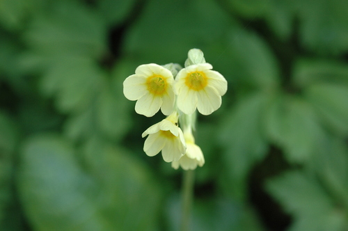 Oxlip