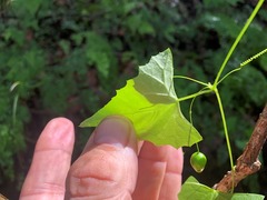 Zehneria cunninghamii