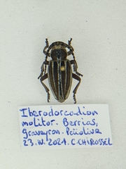 Dorcadion molitor