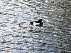 Aythya fuligula