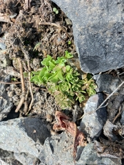 Hylotelephium cyaneum