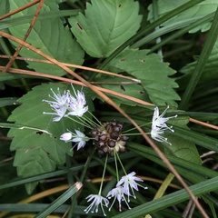Allium macrostemon