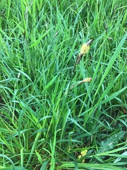 Carex hirta