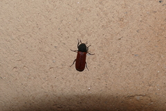 Bostrichus capucinus