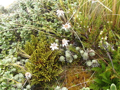 Leucogenes leontopodium