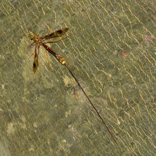 Long-tailed Giant Ichneumonid Wasp photo 3