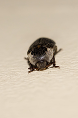 Dermestes maculatus