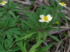 Anemonoides uralensis