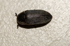 Dermestes maculatus