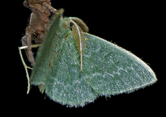 Chlorocoma tachypora