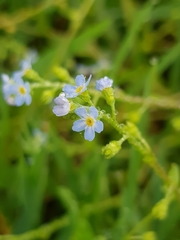 Myosotis debilis