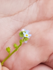 Myosotis debilis
