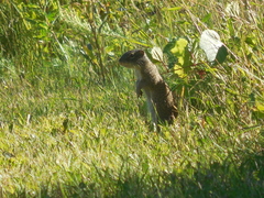 Poliocitellus franklinii