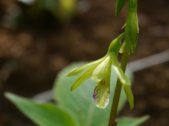 Nervilia concolor