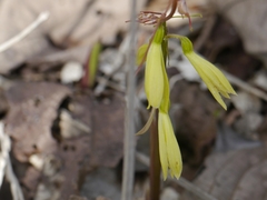 Nervilia concolor