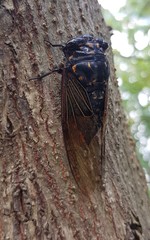 Cryptotympana mandarina