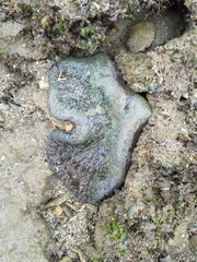 Stichodactyla haddoni