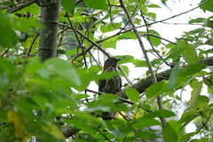 Hierococcyx nisicolor