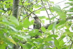 Hierococcyx nisicolor