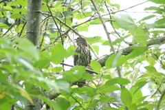 Hierococcyx nisicolor