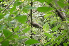 Hierococcyx nisicolor