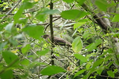 Hierococcyx nisicolor