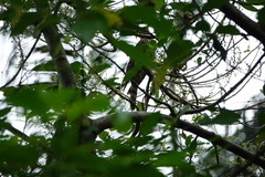 Hierococcyx nisicolor