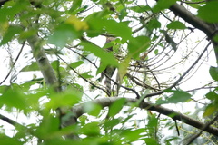 Hierococcyx nisicolor