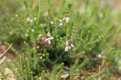 Erica cinerea