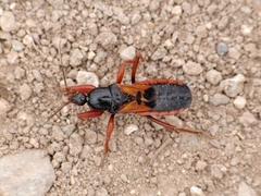 Ectomocoris ululans