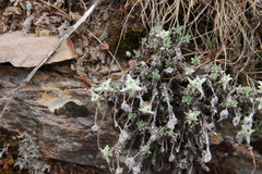 Leontopodium microphyllum