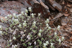 Leontopodium microphyllum