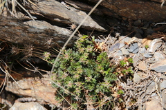 Chaerophyllum taiwanianum