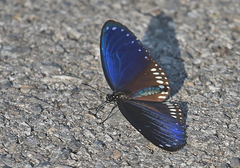 Euploea sylvester