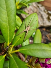 Pisaura mirabilis