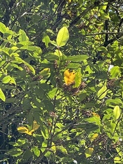 Pterophylla racemosa