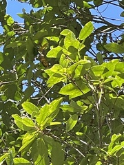 Pterophylla racemosa