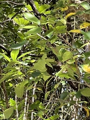 Pterophylla racemosa