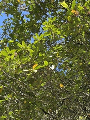 Pterophylla racemosa